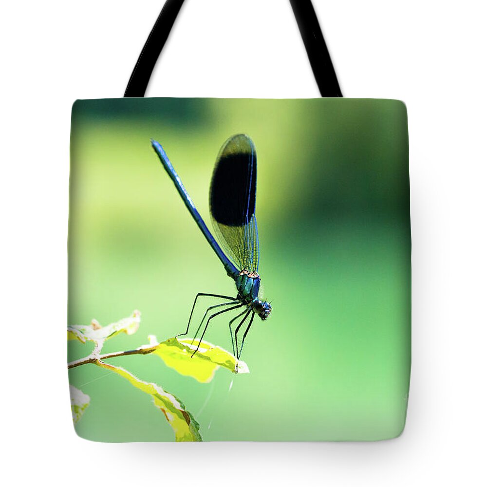 Countryside Tote Bag featuring the photograph Broad-winged Damselfly, Dragonfly by Amanda Mohler