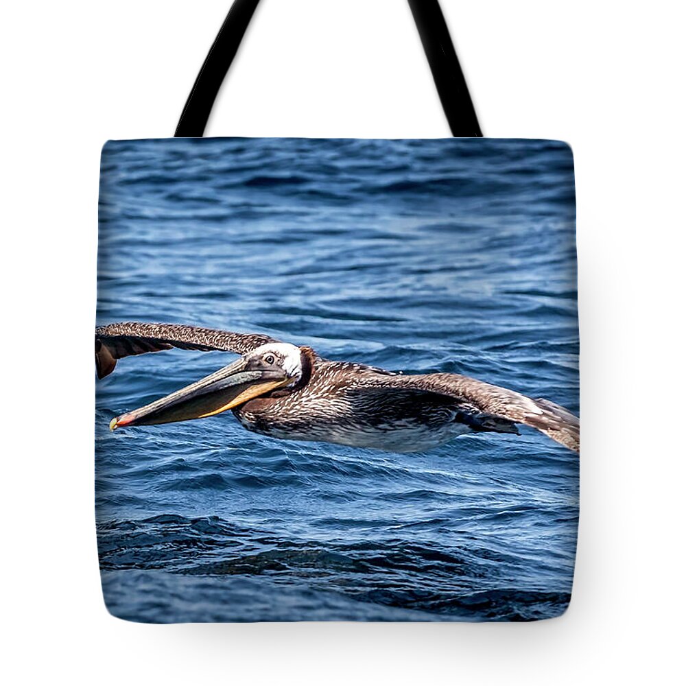 Brown Pelican Tote Bag featuring the photograph Brown Pelican 4 #1 by Endre Balogh