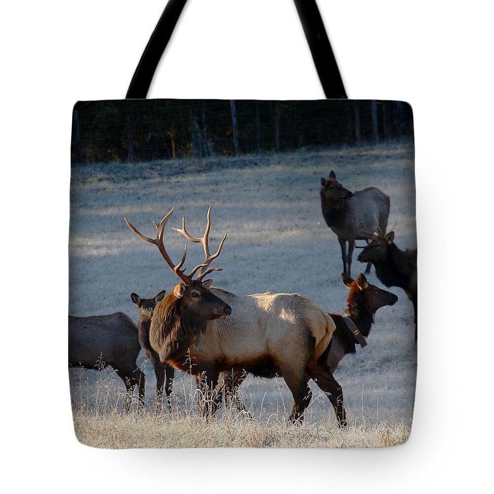 Bull Elk Tote Bag featuring the photograph Bull Elk in Frost by Michael Dougherty