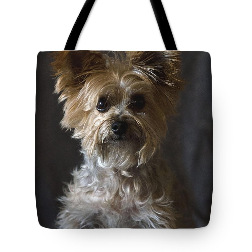 Yorkie Terrier Photography Tote Bag featuring the photograph Buster by Irina ArchAngelSkaya