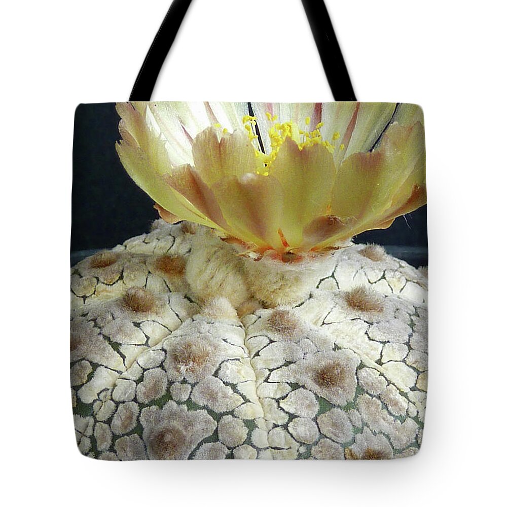 Cactus Tote Bag featuring the photograph Cactus Flower 1 #1 by Selena Boron