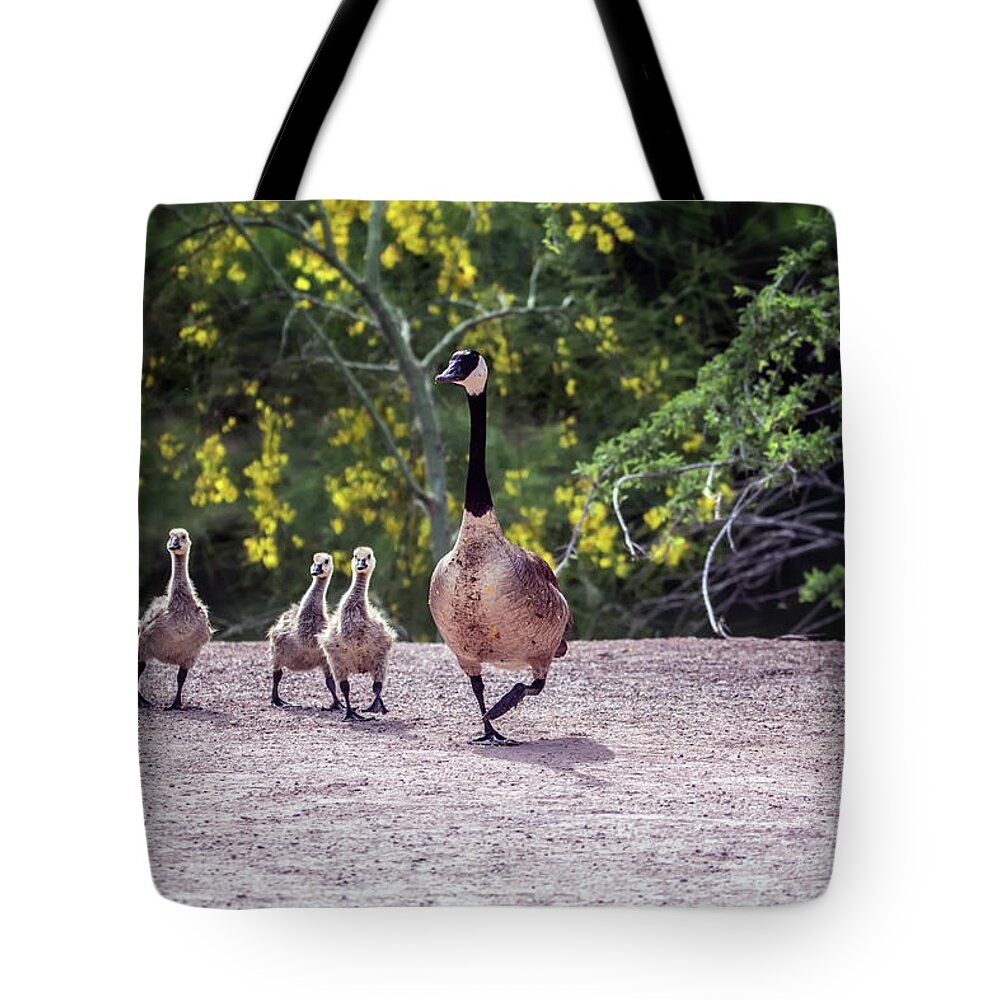 Canada Tote Bag featuring the photograph Canada Goose and Goslings 7581-042618-1 #1 by Tam Ryan