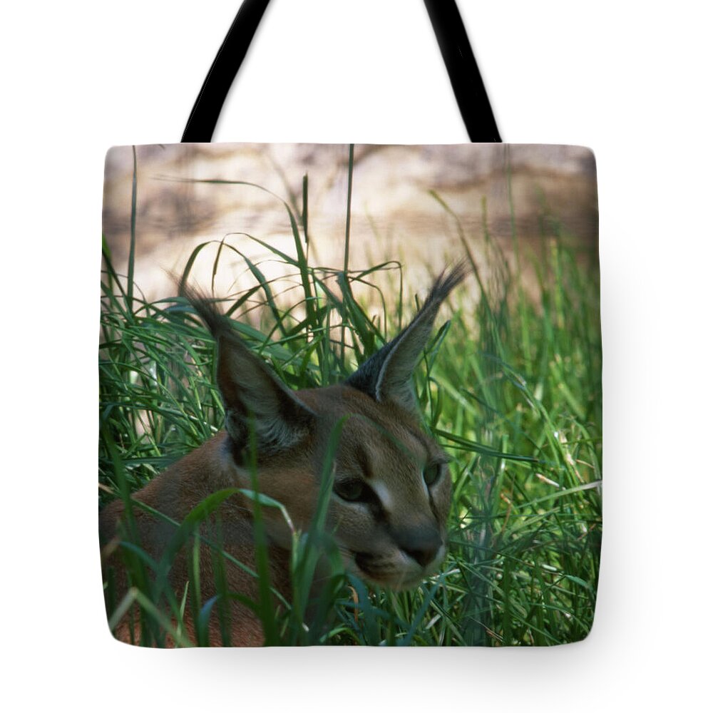 Caracal Tote Bag by Soli Deo Gloria Wilderness And Wildlife Photography -  Pixels