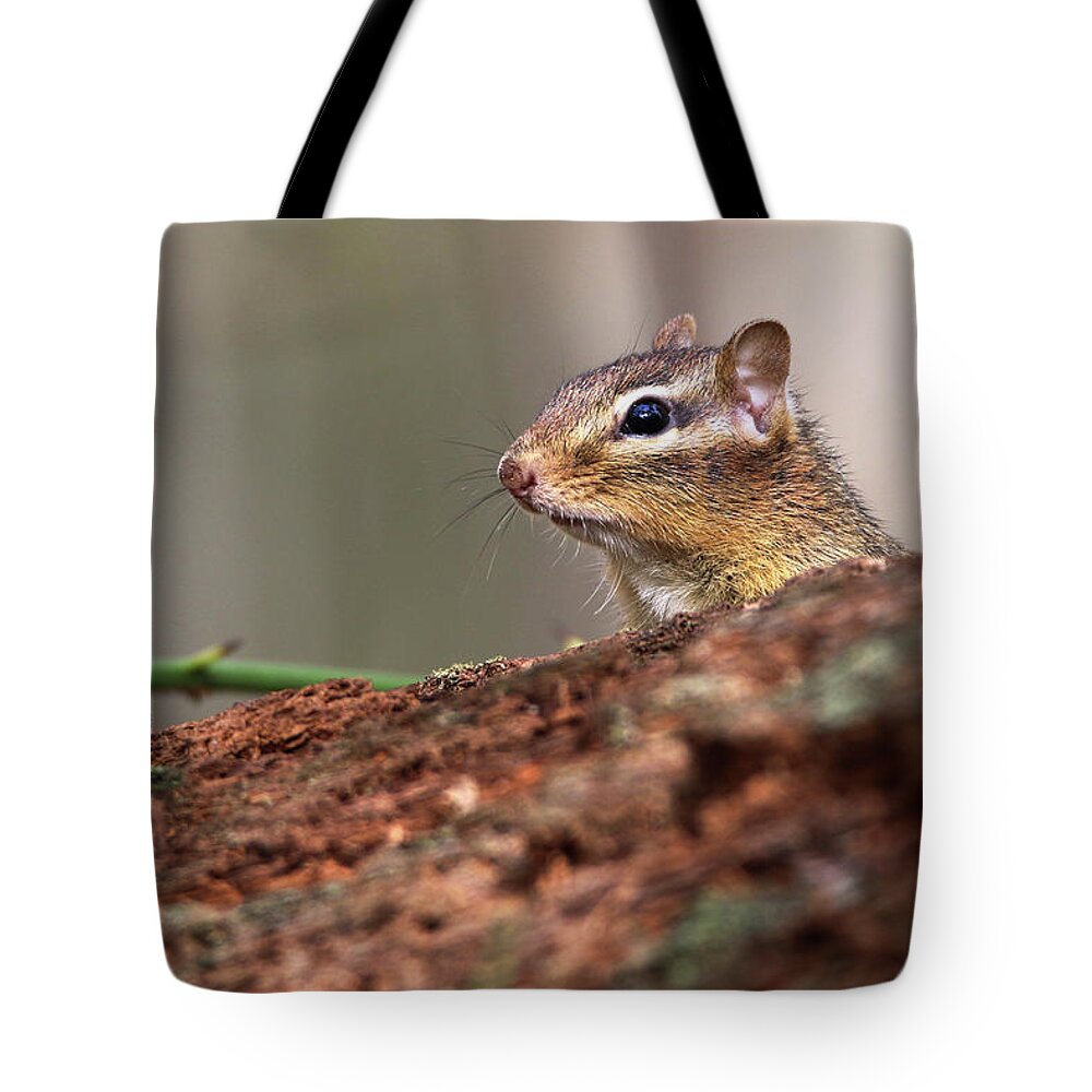 Chipmunk Tote Bag featuring the photograph Chipmunk Smithtown New York #1 by Bob Savage