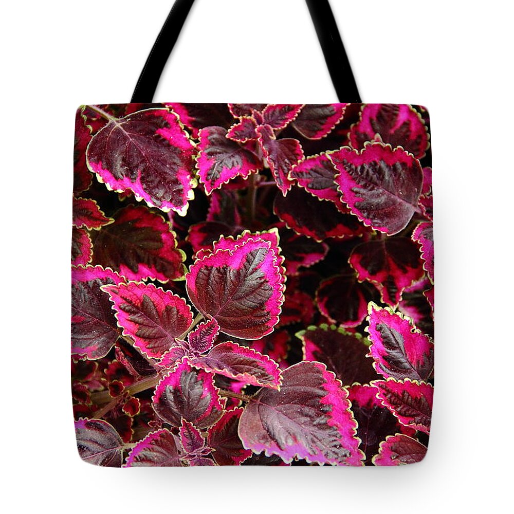 Light Red Tote Bag featuring the photograph Coleus #1 by Allen Nice-Webb