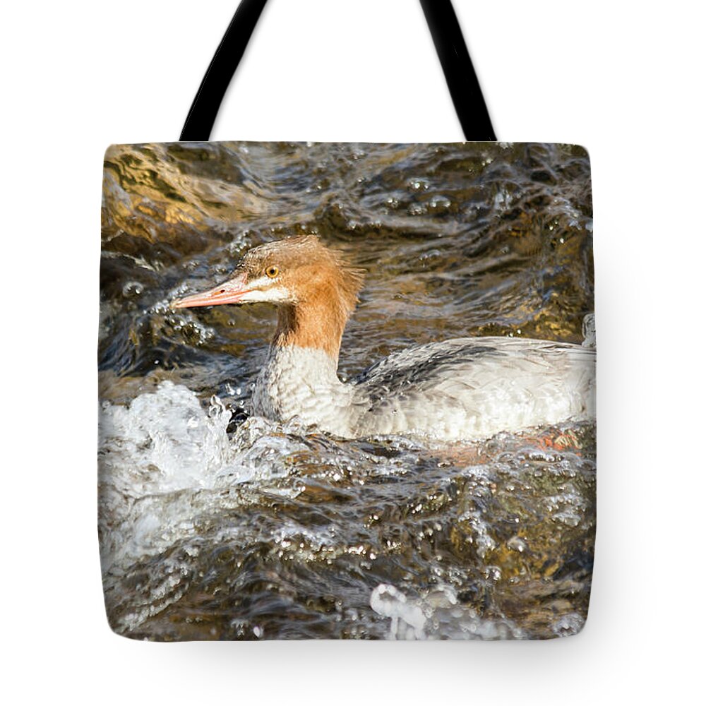 Common Merganser Tote Bag featuring the photograph Common Merganser #1 by Gary Beeler