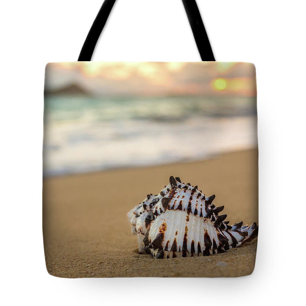 Aqua Tote Bag featuring the photograph Conch Shell at Sunrise #1 by Leigh Anne Meeks