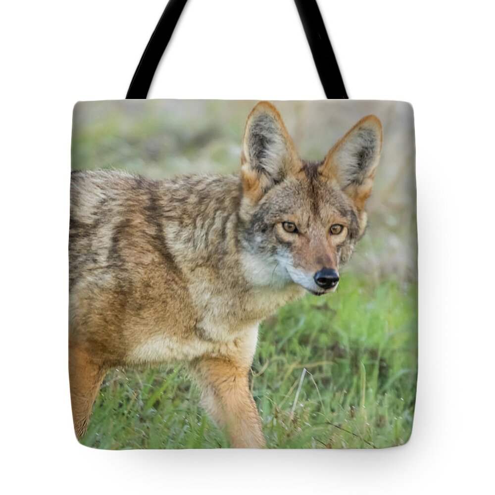 California Tote Bag featuring the photograph Coyote Stare #1 by Marc Crumpler