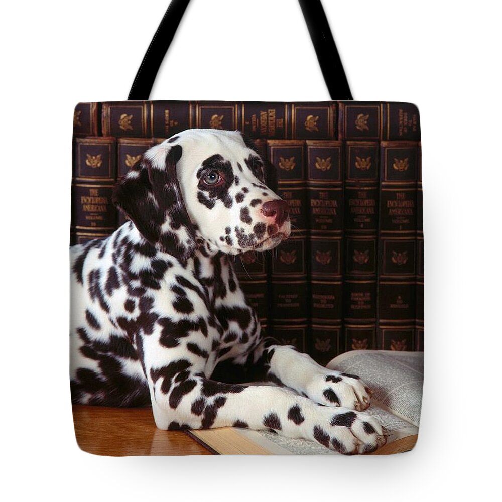 Dalmatian Tote Bag featuring the photograph Dalmatian #1 by Jackie Russo