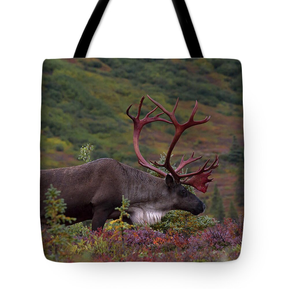 Alaska Tote Bag featuring the photograph Denali Caribou Herd #1 by Scott Slone