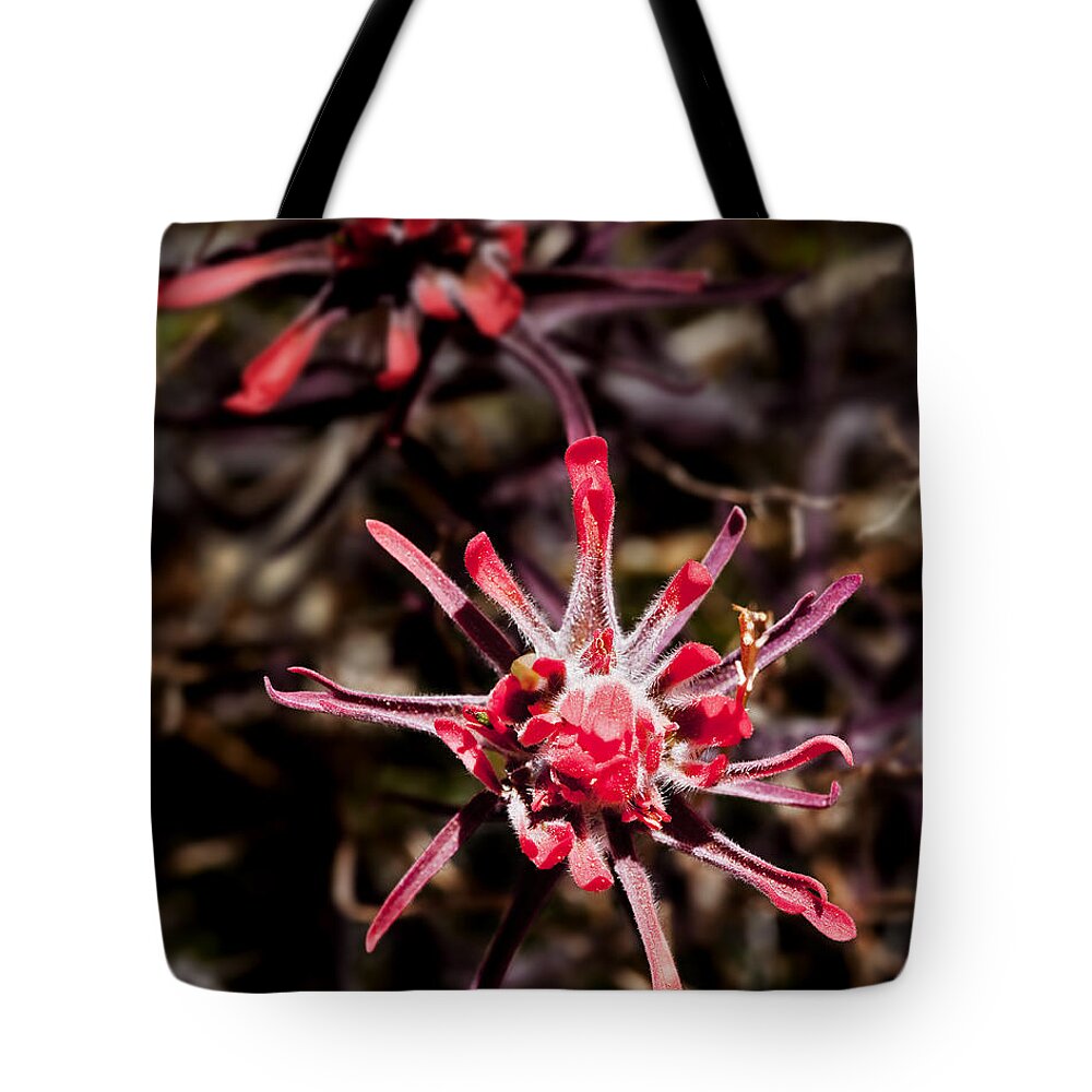 Flowers Tote Bag featuring the photograph Desert Wildflower #1 by Kelley King