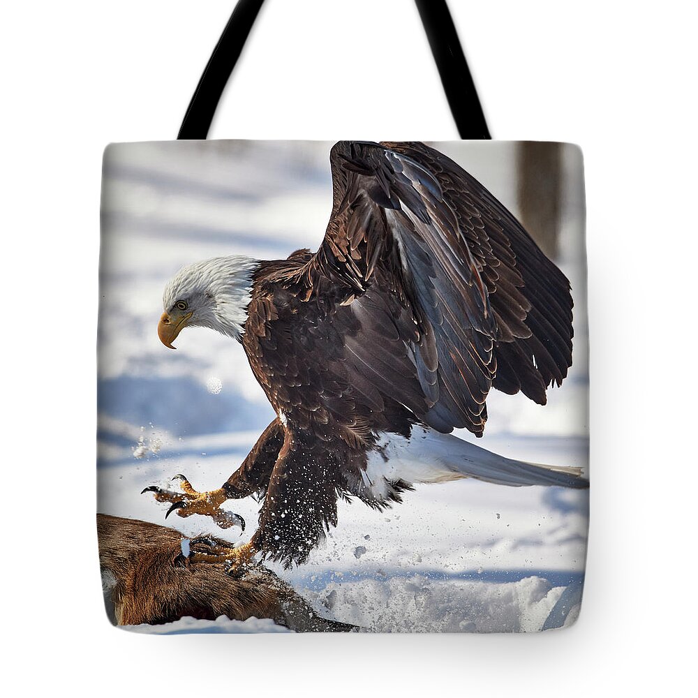 Bald Eagle Tote Bag featuring the photograph Eagle Landing #1 by Paul Freidlund