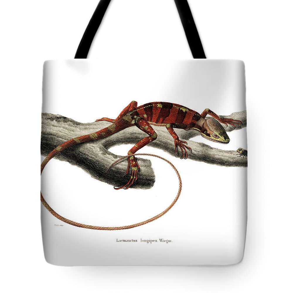 Reptiles Tote Bag featuring the drawing Eastern Casquehead Iguana, Laemanctus longipes #1 by Carl Wilhelm Pohlke