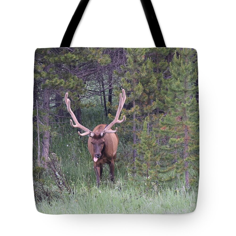 Animals Tote Bag featuring the photograph Bull Elk Rocky Mountain NP CO by Margarethe Binkley
