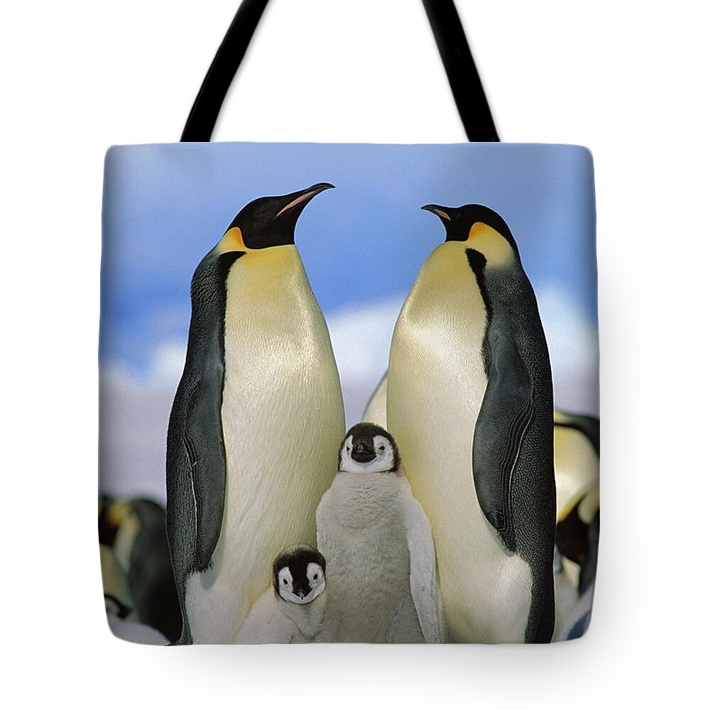 Mp Tote Bag featuring the photograph Emperor Penguin Family by Konrad Wothe