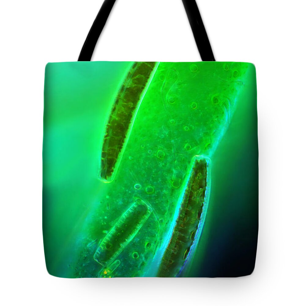 Epithemia Tote Bag featuring the photograph Epithema, Polarized Lm #1 by Marek Mis