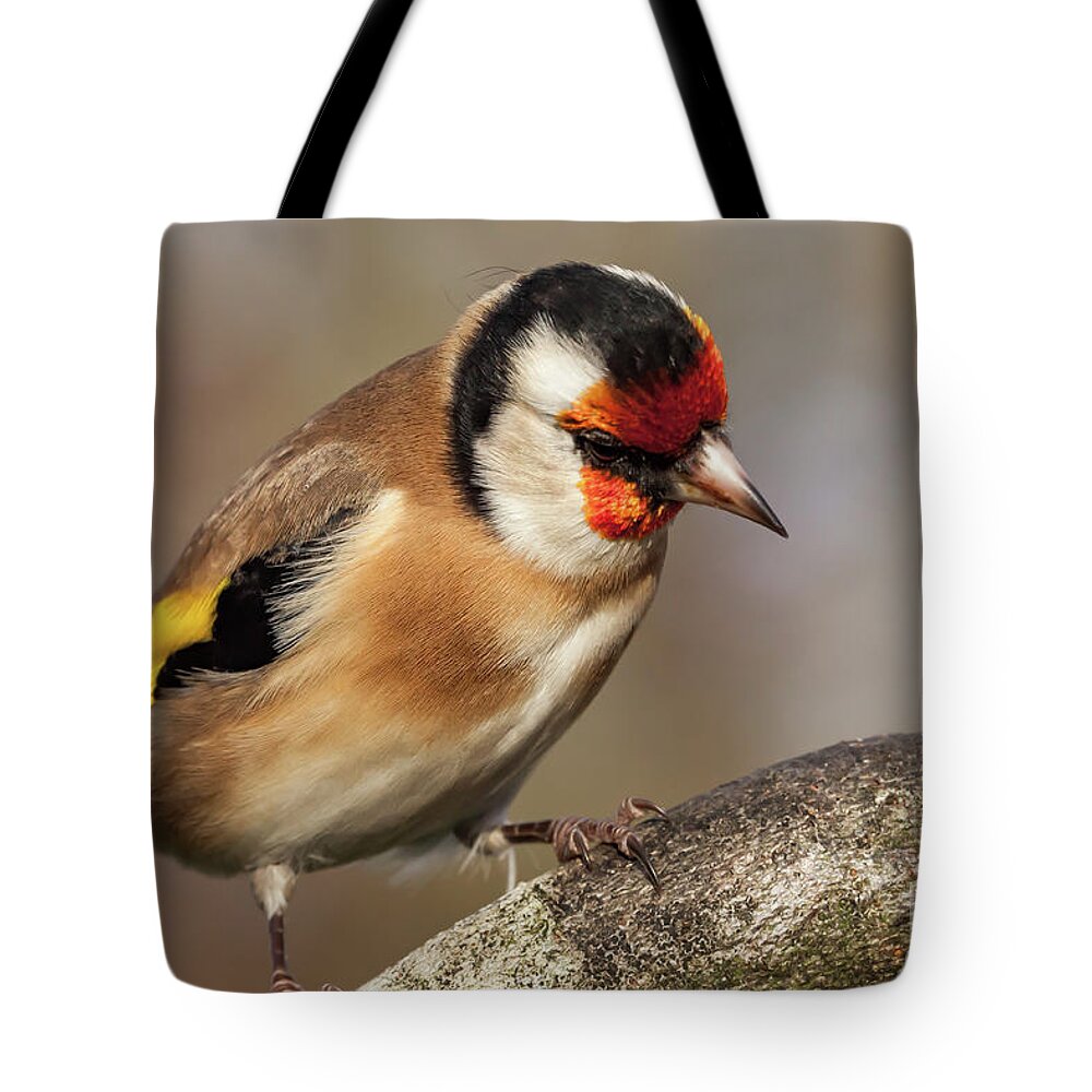 Goldfinch Tote Bag featuring the photograph European goldfinch bird close up  #9 by Simon Bratt