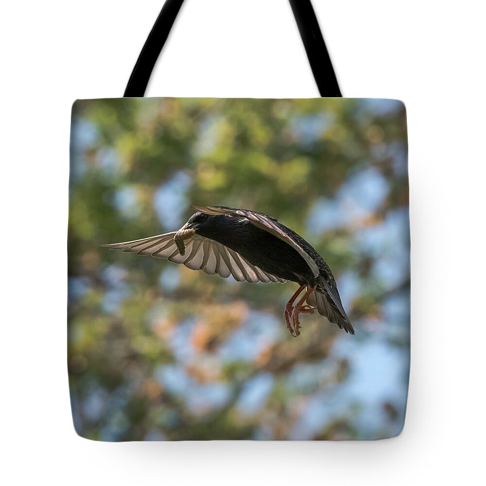 Starling Tote Bag featuring the photograph European Starling  by Holden The Moment
