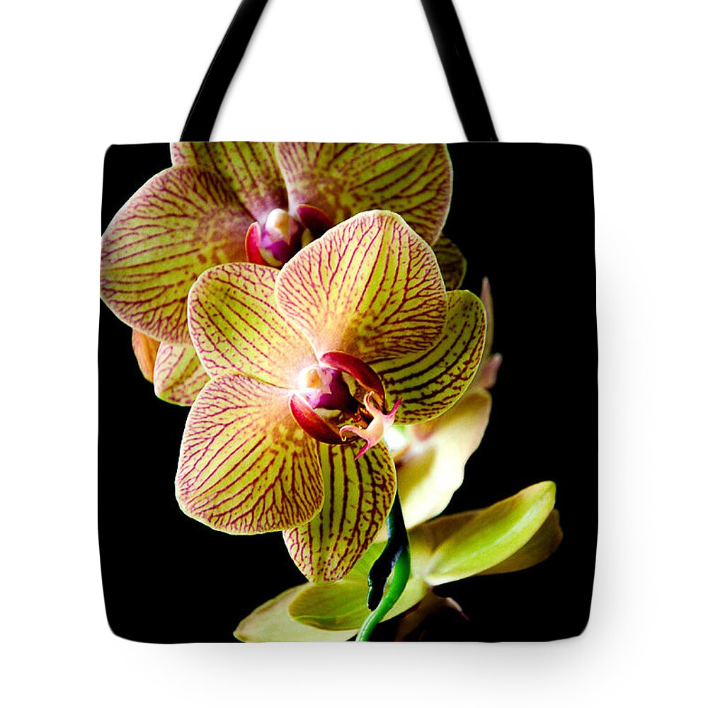 Orchids Tote Bag featuring the photograph Exotic Orchid Bloom #2 by Julie Palencia