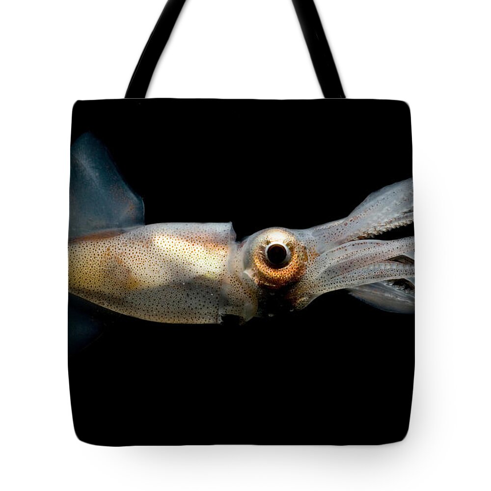 Eye Flash Squid Tote Bag featuring the photograph Eye Flash Squid #1 by Dante Fenolio