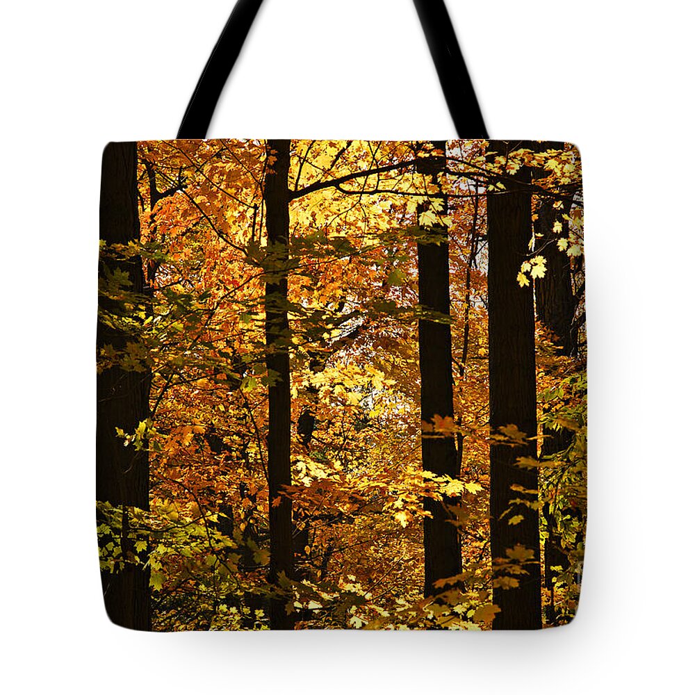 Fall Tote Bag featuring the photograph Tree trunks and gold by Elena Elisseeva