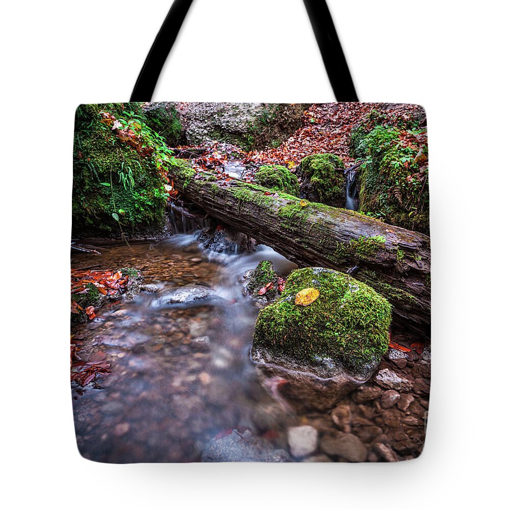 Autumn Tote Bag featuring the photograph Fall In The Woods by Hannes Cmarits