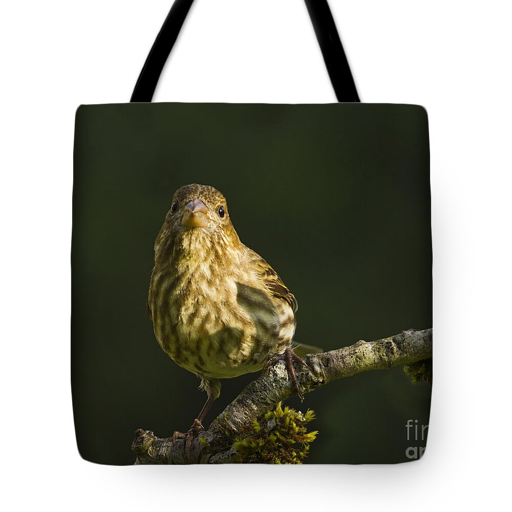 Bird Tote Bag featuring the photograph Female House Finch #2 by Inge Riis McDonald