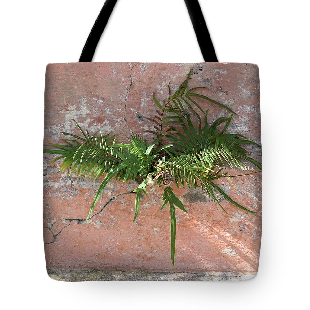 Fern Tote Bag featuring the photograph Fern #1 by Dennis Knasel