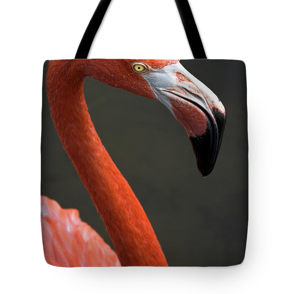 Flamingo Tote Bag featuring the photograph Flamingo by Christopher Holmes