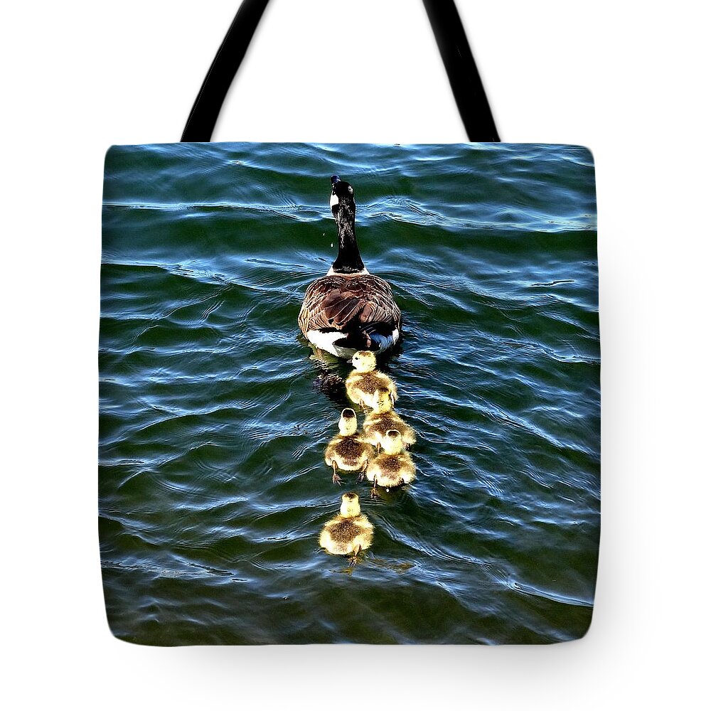 Canadian Goose Tote Bag featuring the photograph Follow Me #2 by Nick Kloepping