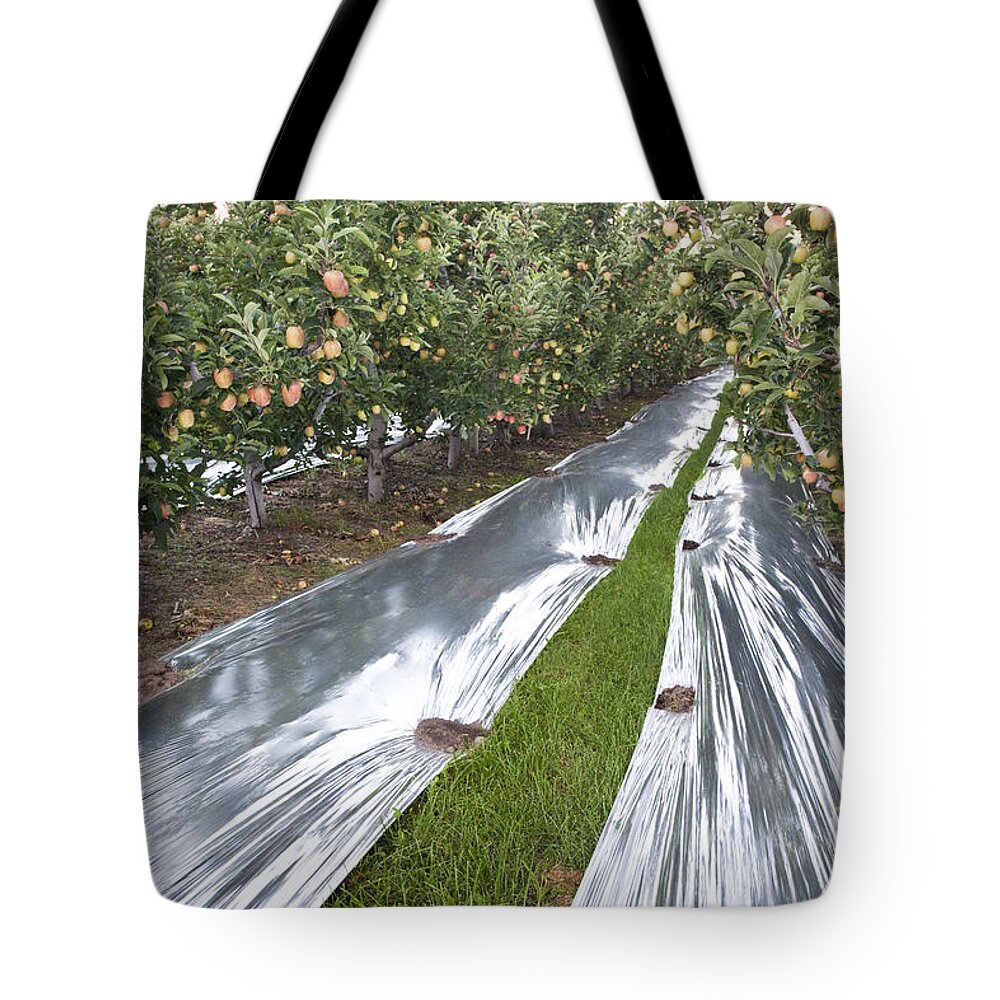 Apples Tote Bag featuring the photograph Gala Apple Orchard #1 by Inga Spence