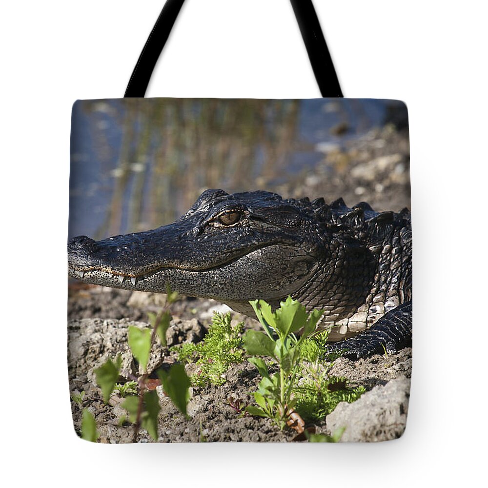 American Alligator Tote Bag featuring the photograph Gator Smile #1 by Sally Weigand
