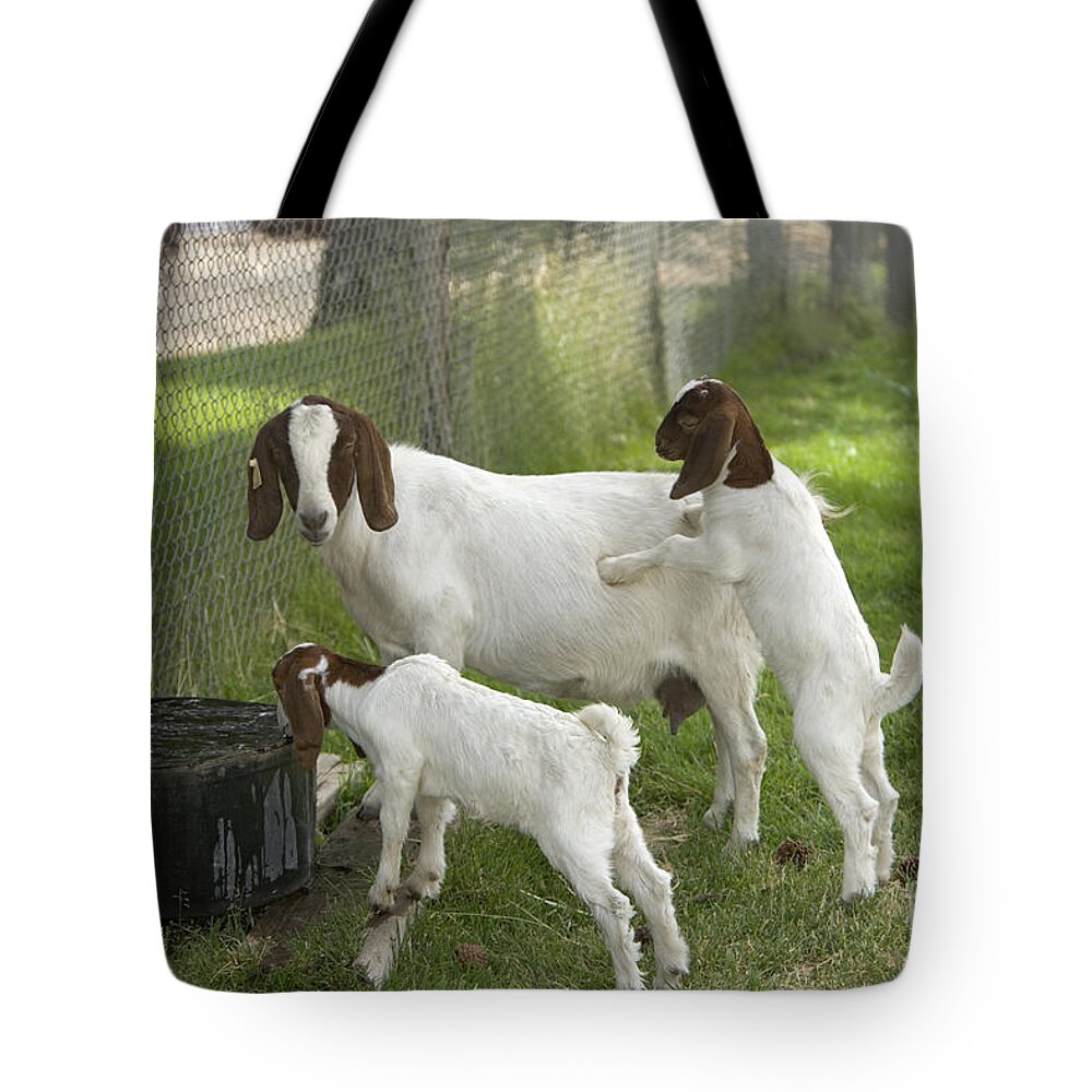 Boer Goat Tote Bag featuring the photograph Goat With Kids #1 by Inga Spence