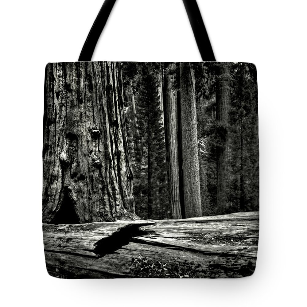 Usa Tote Bag featuring the photograph Grant's Grove King's Canyon National Park by Roger Passman