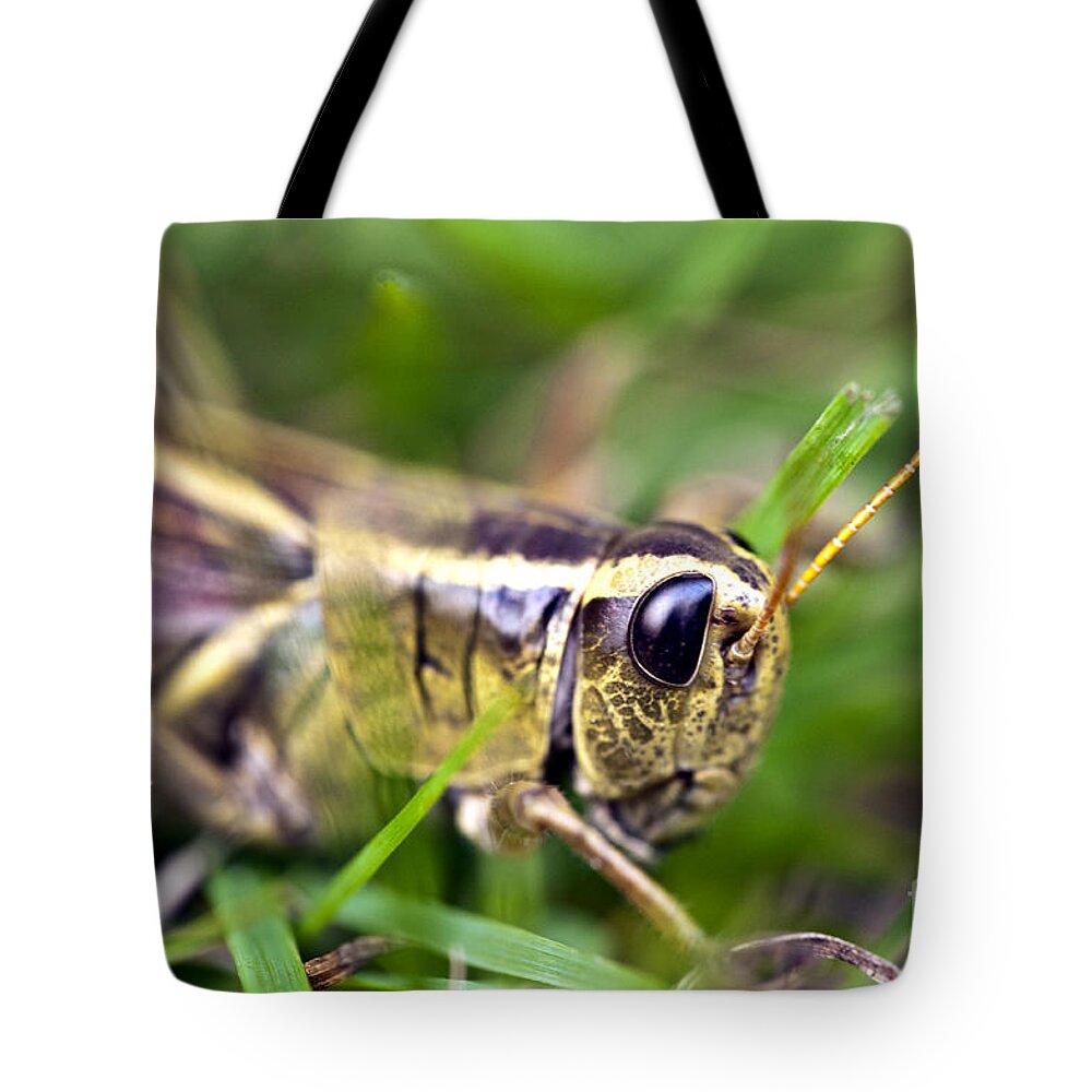 Grasshopper Tote Bag featuring the photograph Grasshopper #1 by Glenn Gordon
