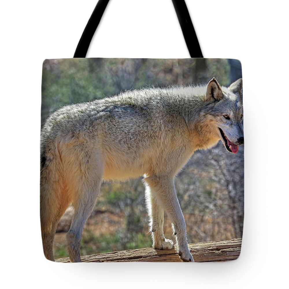 Gray Wolf Tote Bag featuring the photograph Gray Wolf by Donna Kennedy