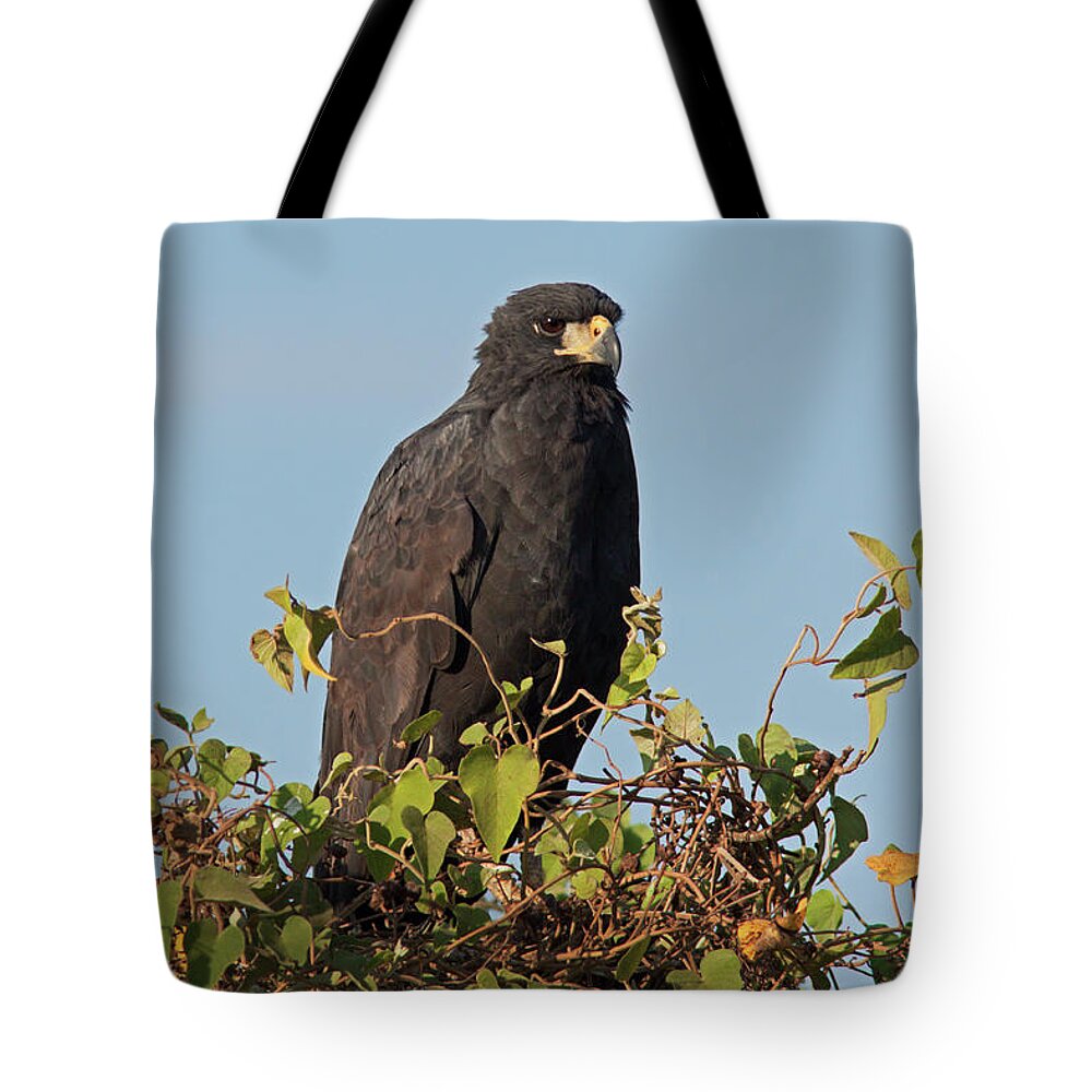 Great Black Hawk Tote Bag featuring the photograph Great Black Hawk #1 by Aivar Mikko