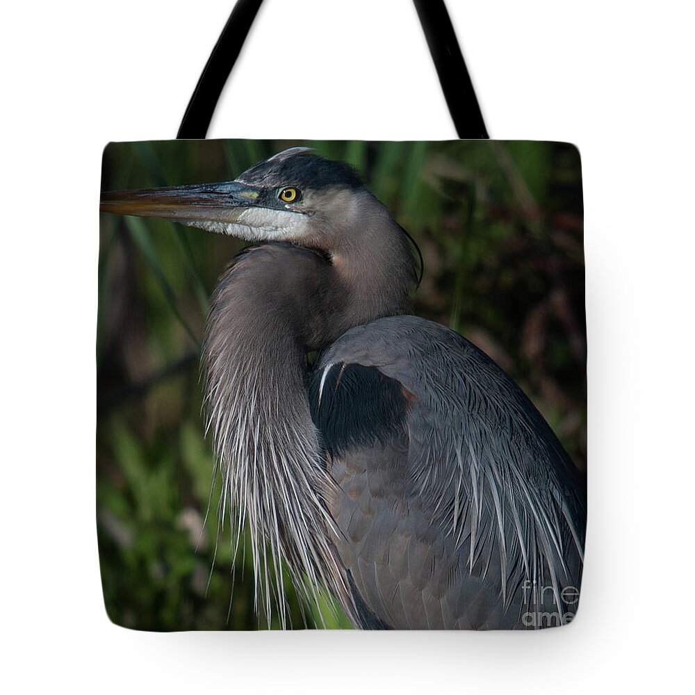 Blue Heron Tote Bag featuring the photograph Great Blue Heron #2 by Dale Powell