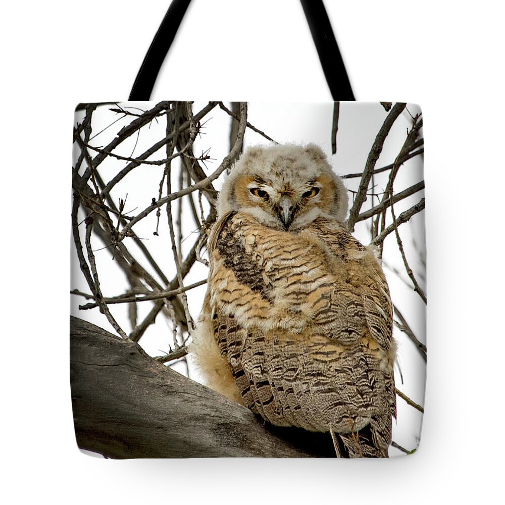 Bubo Virginianus Tote Bag featuring the photograph Great Horned Owlet #1 by Dawn Key