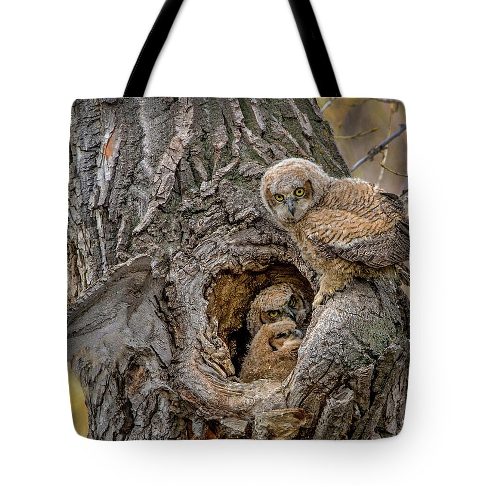 Great Horned Owl Tote Bag featuring the photograph Great Horned Owlets in a Nest #1 by Dawn Key