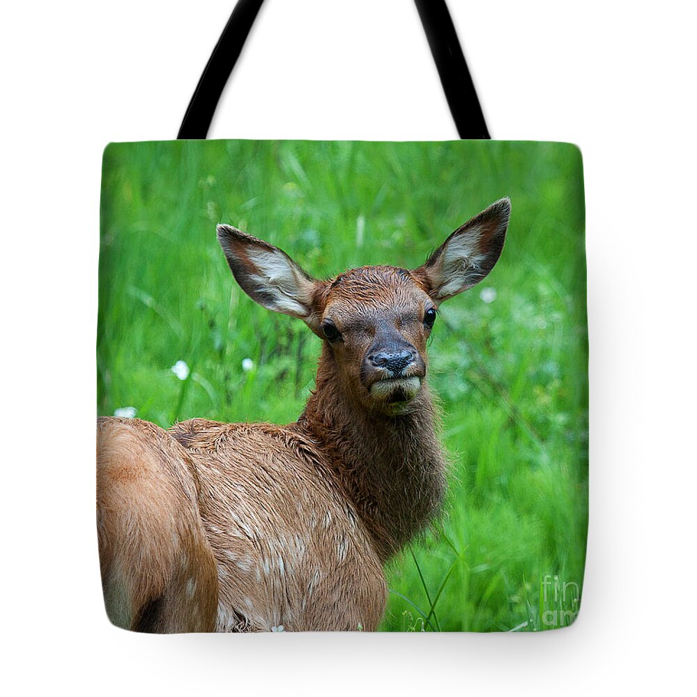 Elk Tote Bag featuring the photograph Green Pastures by Jim Garrison