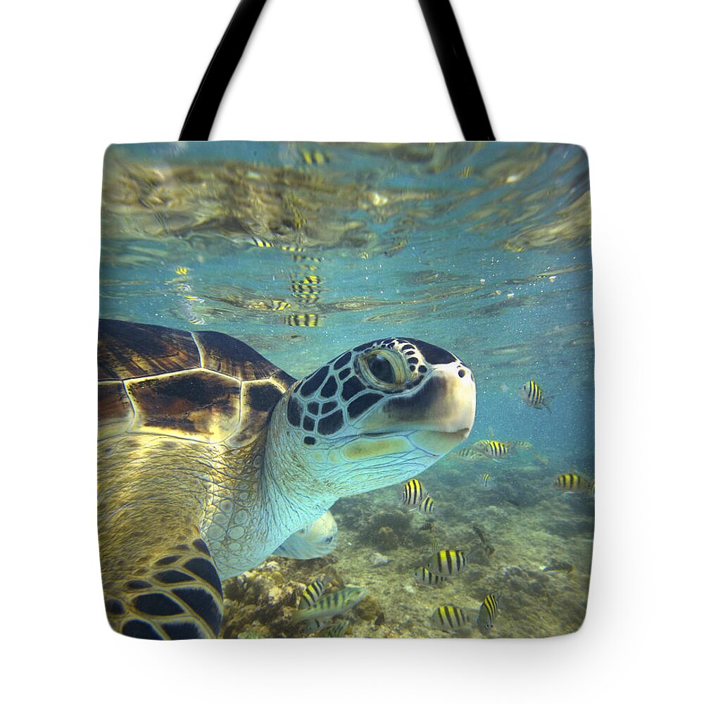 00451417 Tote Bag featuring the photograph Green Sea Turtle Balicasag Island by Tim Fitzharris