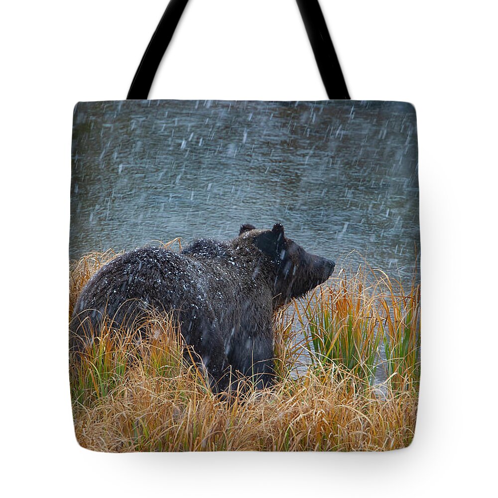 Mark Miller Photos Tote Bag featuring the photograph Grizzly in Falling Snow #1 by Mark Miller