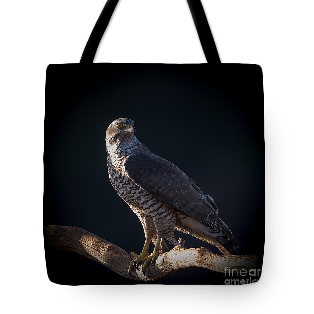 Hawk-eye Tote Bag featuring the photograph Hawk-eye by Torbjorn Swenelius