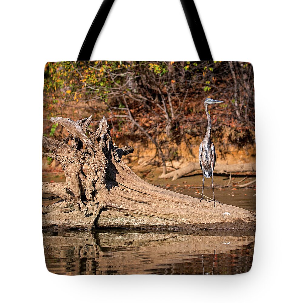 Great Blue Tote Bag featuring the photograph Heron Perch #1 by Alan Raasch