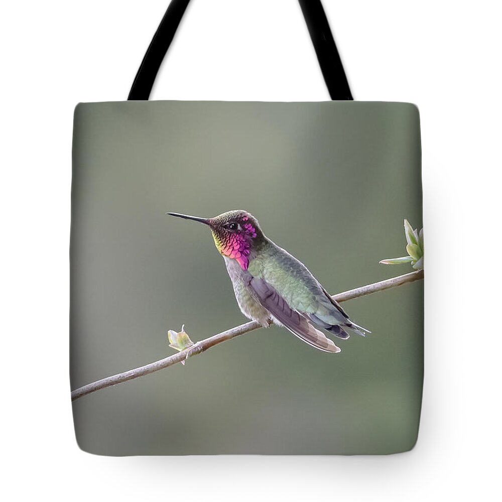 Anna's Hummingbird Tote Bag featuring the photograph Serene by Kathy King