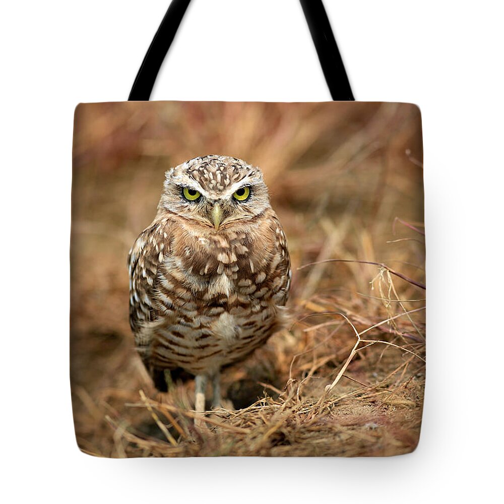 I Am Looking At You Tote Bag featuring the photograph I am looking at you #1 by Lynn Hopwood