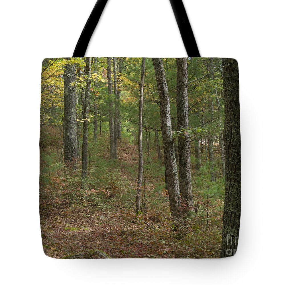 Trees Tote Bag featuring the photograph In the Woods #1 by Lili Feinstein