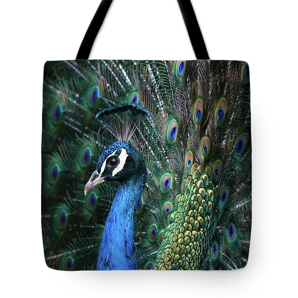 Indian Tote Bag featuring the photograph Indian Peacock with tail feathers up #1 by Andrew Michael