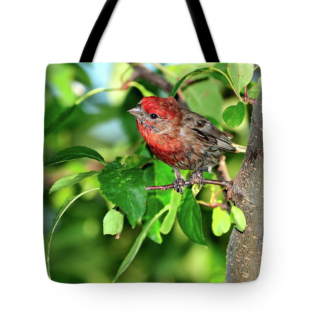 Finch Tote Bag featuring the photograph Inquisitive #1 by Betty LaRue